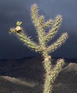 O'keefian cactus and mountain