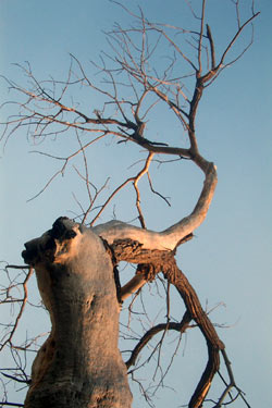 Tree overhead shot, taken by Karen near the Rio Grande